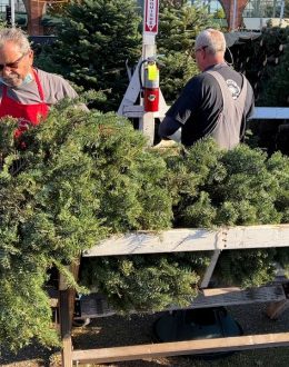 How to recycle your Christmas tree: Simple tips for a sustainable goodbye