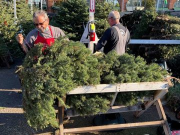 How to recycle your Christmas tree: Simple tips for a sustainable goodbye