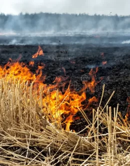 L.A. Fires: Vegetation 25% Drier Due to Climate Change