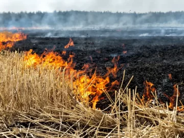 L.A. Fires: Vegetation 25% Drier Due to Climate Change
