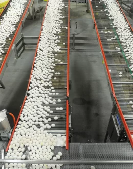 Egg prices will increase 41% this year in the US, according to official forecasts