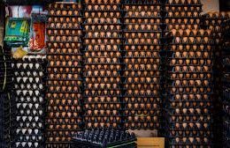 US Border Patrol is seizing more eggs than fentanyl at the borders