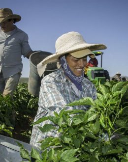 Immigrants pay 19.2% of taxes in the United States, more than $650 billion