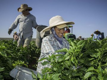 Immigrants pay 19.2% of taxes in the United States, more than $650 billion