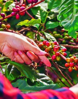 Will Coffee Get More Expensive? U.S. Industry Pushes Against New Tariffs