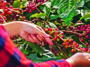 Will Coffee Get More Expensive? U.S. Industry Pushes Against New Tariffs