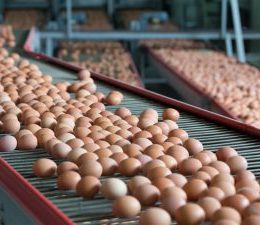 Why Isn’t Mexico Sending More Eggs?