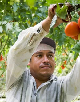 Trump Strikes Mexican Tomatoes with Punishing Tariff, Jeopardizing 98% of Mexico’s U.S. Exports