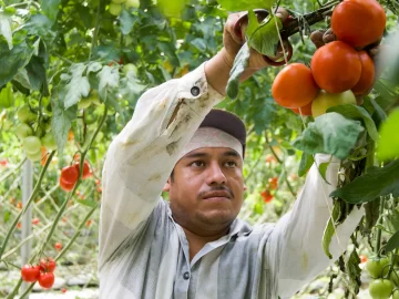 Trump Strikes Mexican Tomatoes with Punishing Tariff, Jeopardizing 98% of Mexico’s U.S. Exports