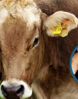 Screwworm Crisis: Mexico Battles a Parasite—and U.S. Pressure