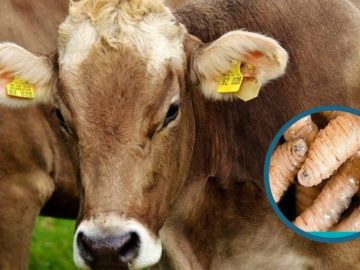 Screwworm Crisis: Mexico Battles a Parasite—and U.S. Pressure