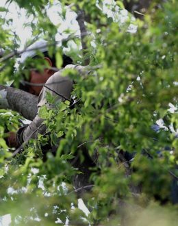 A migrant tried to elude ICE… Hiding in a tree