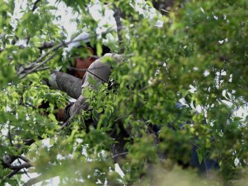 A migrant tried to elude ICE… Hiding in a tree