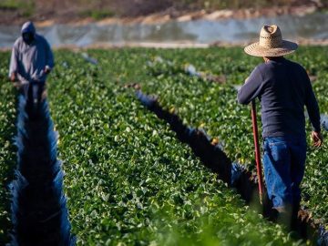 Feds pull CSUB humanities grant funding for educational program on valley migration, farm labor