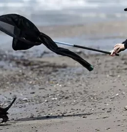 ‘It looked possessed’ – sick sea lions attacking beachgoers in California