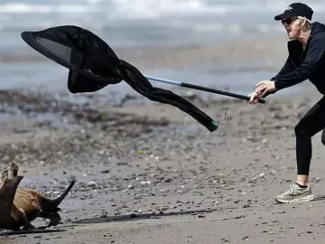 ‘It looked possessed’ – sick sea lions attacking beachgoers in California