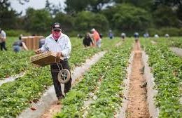 Trump floats plan for undocumented farm and hotel workers to work legally in the U.S.