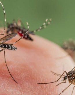 Mosquito Season Hits Early in California: What Latino Families Need to Know