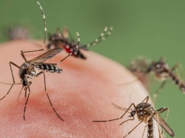 Mosquito Season Hits Early in California: What Latino Families Need to Know