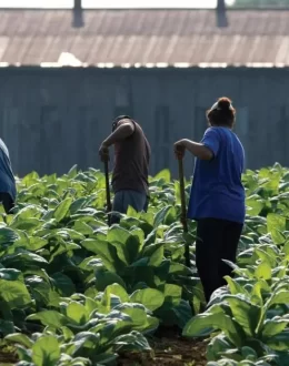 While Farmworkers are in Demand Through the Visa Program, Many Immigrants are Concerned About the Program’s Stability