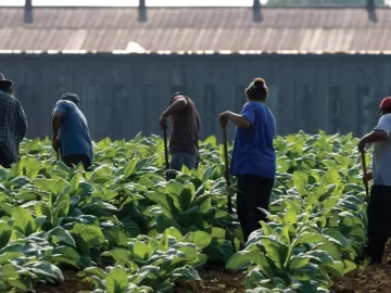While Farmworkers are in Demand Through the Visa Program, Many Immigrants are Concerned About the Program’s Stability