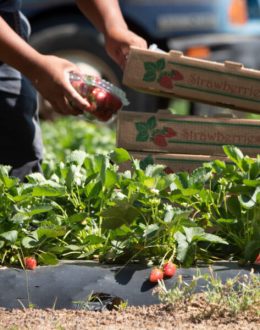 Who Will Collect the Food From the Agricultural Fields? Trump Lacks a Plan