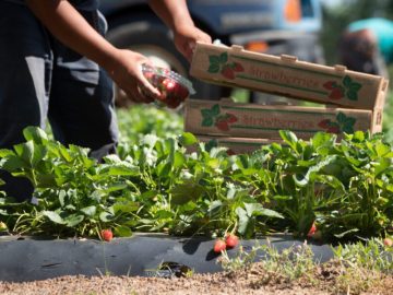 Who Will Collect the Food From the Agricultural Fields? Trump Lacks a Plan