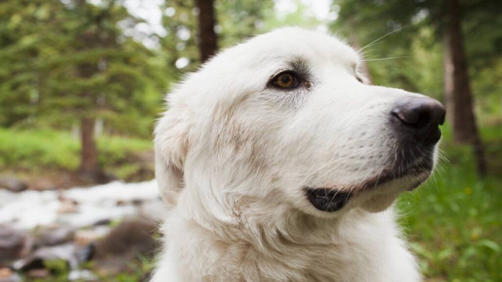 El (deity) visual data 3