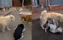 “El perro Alfa” conquers X: he’s the dog with an aura. Respect doesn’t depend on size!