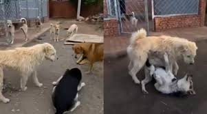 “El perro Alfa” conquers X: he’s the dog with an aura. Respect doesn’t depend on size!