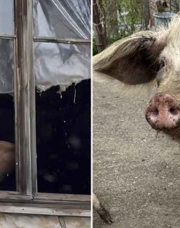Grutu, the Pig Who Saved the Slaughterhouse After Touching the World by Playing in the Snow