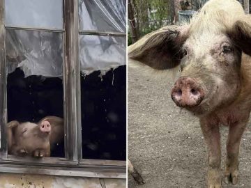 Grutu, the Pig Who Saved the Slaughterhouse After Touching the World by Playing in the Snow