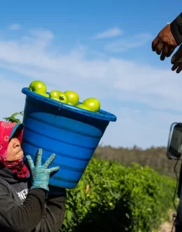 Immigrants Pay More in Taxes Than the Wealthiest US Households