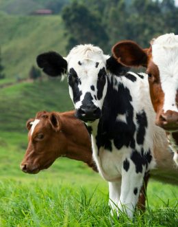 U.S. Halts Mexican Cattle Imports: Is a Beef Price Surge Coming?