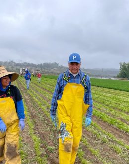 Take Our Jobs: The Day Senator Alex Padilla Lived the Grueling Life of a Farmworker