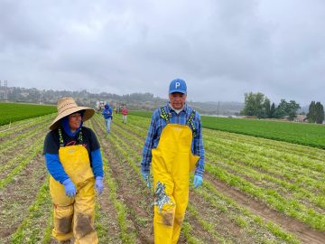 Take Our Jobs: The Day Senator Alex Padilla Lived the Grueling Life of a Farmworker