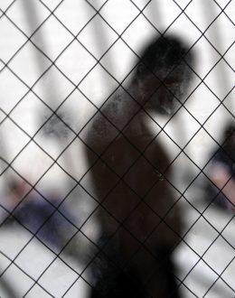 ‘We Had to Eat Like Dogs’: New Report Exposes Abuses in Florida Immigrant Detention Centers