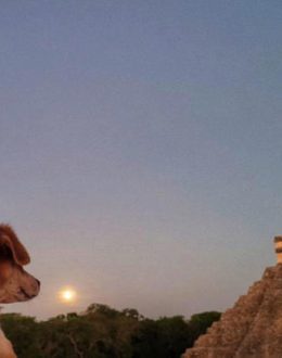 Dogs Become Guardians of the Kukulcán Pyramid in Chichén Itzá