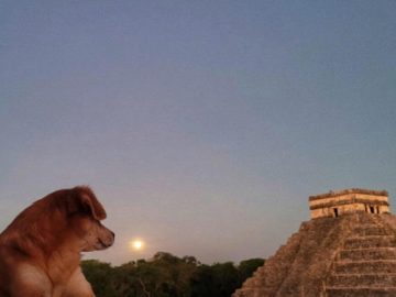 Dogs Become Guardians of the Kukulcán Pyramid in Chichén Itzá