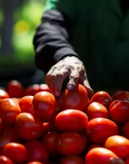 A new tax on Mexican tomatoes just kicked in — and Americans might feel it soon
