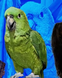 Aguacatito, the parrot who conquered TikTok by singing songs by Selena and Los Tigres del Norte