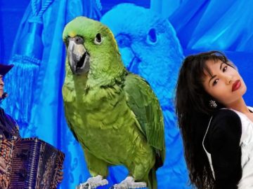 Aguacatito, the parrot who conquered TikTok by singing songs by Selena and Los Tigres del Norte