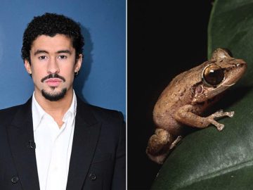 Trip to See Bad Bunny Turns Tragic: US Tourist Fatally Shot in Puerto Rico