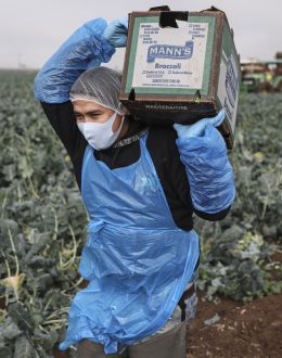 Trump Says that “Undocumented Workers are Born to Work in the Fields, These People do it Naturally.”