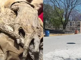 Mummy of an Executed Man Discovered in Celaya… and Wanted to Turn It into a Tourist Attraction