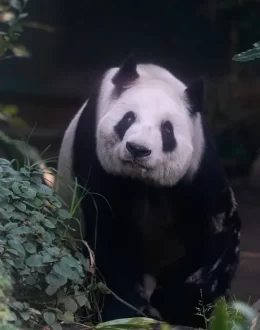 Xin Xin, Mexico’s last panda, is the equivalent of 100 human years