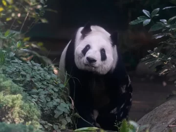 Xin Xin, Mexico’s last panda, is the equivalent of 100 human years