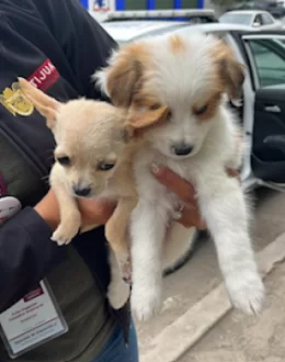 Animal Advocates Sound Alarm on Puppy Exploitation at U.S. Port of Entry