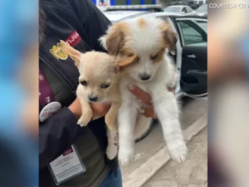 Animal Advocates Sound Alarm on Puppy Exploitation at U.S. Port of Entry