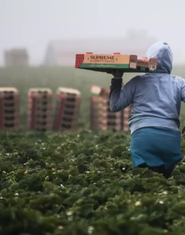 Fear Grips California: Jobs Vanish Amid Immigration Crackdown